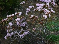 Rhododendron racemosum Pink Pompon IMG_9343 Azalia